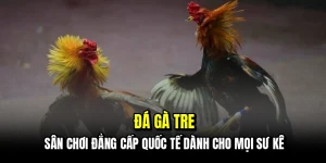 Đá gà tre - Sân chơi đẳng cấp quốc tế dành cho mọi sư kê