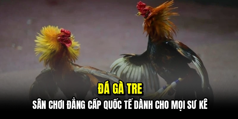 Đá gà tre - Sân chơi đẳng cấp quốc tế dành cho mọi sư kê